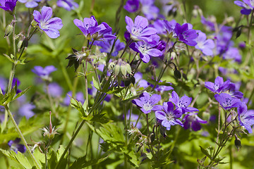 Image showing wood cranesbill