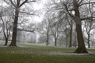 Image showing Snowy tree