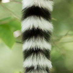 Image showing Close up of a ring-tailed lemur tail texture