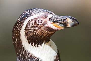 Image showing Close-up of a humboldt penguin