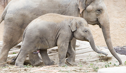 Image showing Young asian elephant (Elephas maximus)