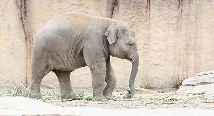 Image showing Young asian elephant (Elephas maximus)