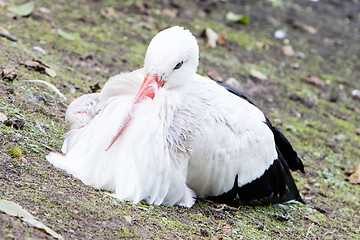 Image showing White stork sitting on a meadow