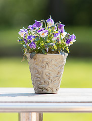 Image showing Flowers in pot