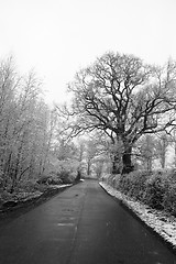 Image showing Winter lane