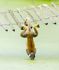 Image showing Squirrel monkey - drinking water up-side down