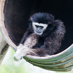 Image showing White handed gibbon sitting in a barrel