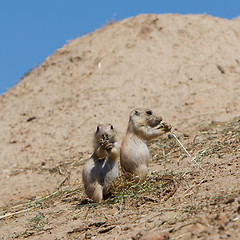 Image showing Two young black-tailed prairie marmot (Cynomys Ludovicianus)