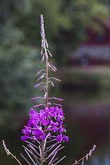 Image showing willowherb