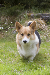 Image showing dog approaching