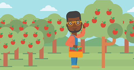 Image showing Farmer collecting apples.