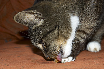 Image showing Cat eating