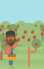 Image showing Farmer collecting apples.