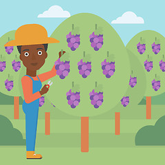 Image showing Farmer collecting grapes.