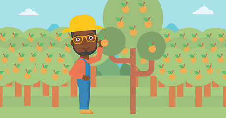 Image showing Farmer collecting oranges.