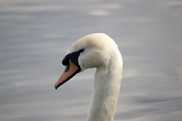 Image showing Swan