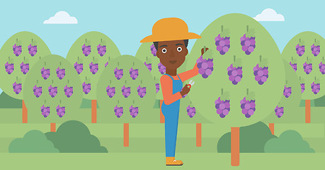 Image showing Farmer collecting grapes.