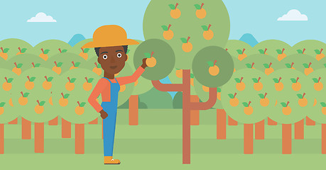 Image showing Farmer collecting oranges.