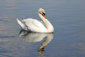 Image showing Swan