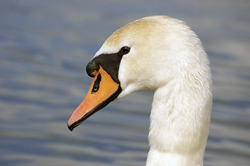 Image showing Swan