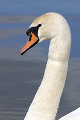 Image showing Swan