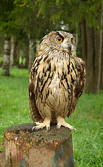 Image showing Owl with large orange eyes