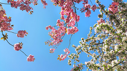 Image showing Beautiful flowers of spring trees