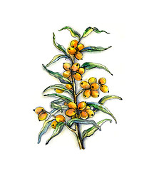 Image showing Buckthorn branch on white background