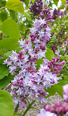 Image showing Beautiful blossoming lilac flowers