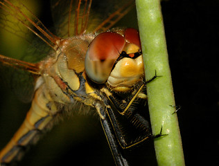 Image showing Dragonfly