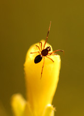 Image showing Spider