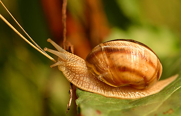 Image showing Snail