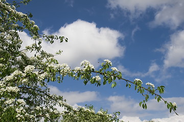 Image showing Blooming pear