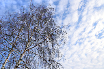 Image showing Top of birches against a blue sky with white clouds