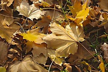 Image showing Fallen autumn leaves