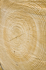 Image showing Golden timber tree rings