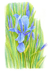 Image showing Iris flower drawn with colored pencils