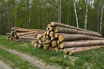 Image showing Pine logs