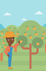 Image showing Farmer collecting oranges.