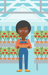 Image showing Farmer collecting tomatos.