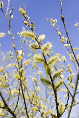 Image showing Pussy willow