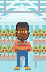 Image showing Farmer collecting tomatos.