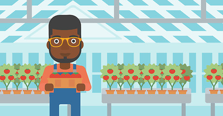 Image showing Farmer collecting tomatos.