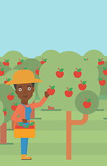 Image showing Farmer collecting apples.