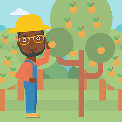 Image showing Farmer collecting oranges.