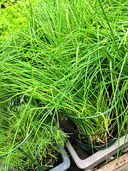 Image showing Chives and dill growing in pots