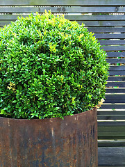 Image showing Trimmed myrtle tree in a rusty iron pot