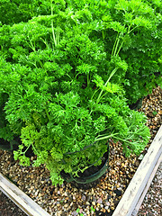 Image showing Fresh curly parsley growing in pots