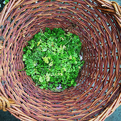 Image showing Basket with garden waste for composting