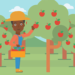 Image showing Farmer collecting apples.